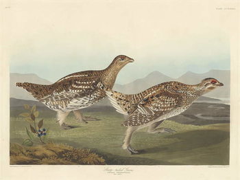 Fine Art Print Sharp-tailed Grous, 1837