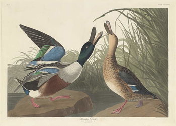 Reprodução do quadro Shoveller Duck, 1836