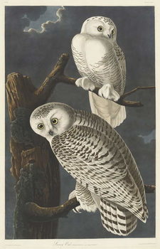 Reprodução do quadro Snowy Owl, 1831