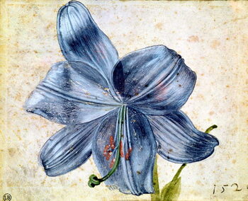 Reprodução do quadro Study of a lily, 1526
