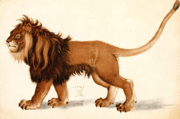 Reprodução do quadro Study of a lion