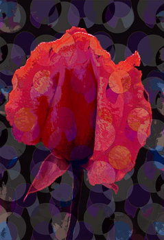 Fine Art Print Tea Rose 3b