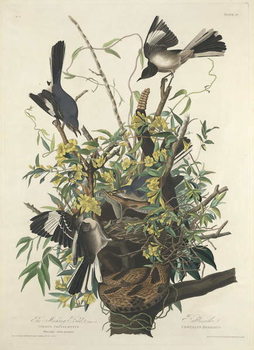 Reprodução do quadro The Mocking Bird, 1827
