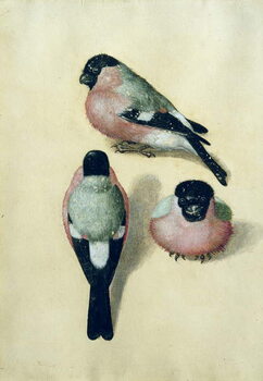 Reprodução do quadro Three studies of a bullfinch