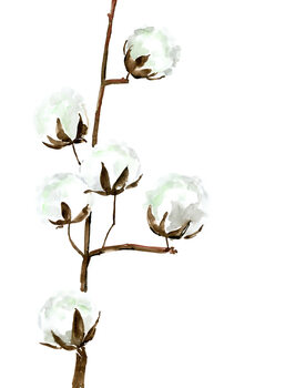 Illustration Watercolor cotton branches