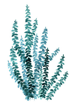 Illustration Watercolor eucalyptus branch in teal