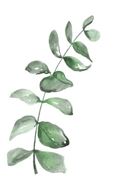 Ilustração Watercolor greenery branch
