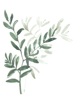 Kuva Watercolor laurel branch