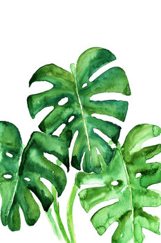 Ilustração Watercolor monstera leaves