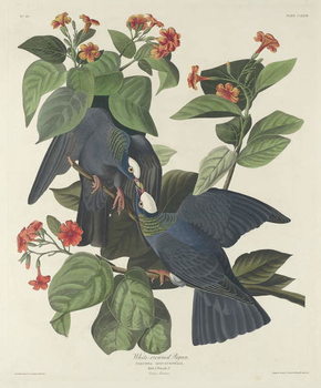 Reprodução do quadro White-crowned Pigeon, 1833