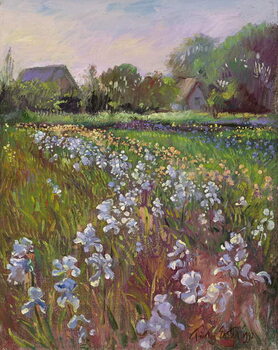 Fine Art Print White Irises and Farmstead