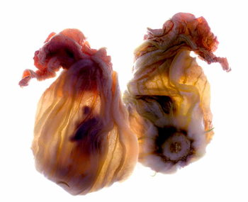 Fine Art Print Zucchini Blossom Duo, 2009,