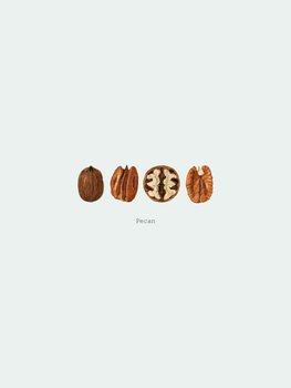 Ilustração pecan