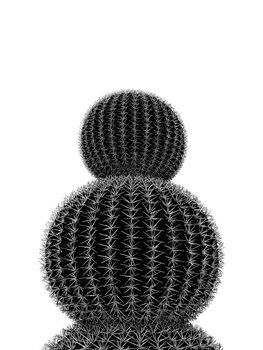 Arte Fotográfica Exclusiva BLACKCACTUS5