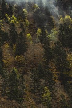 Arte Fotográfica Exclusiva Fall trees and fog