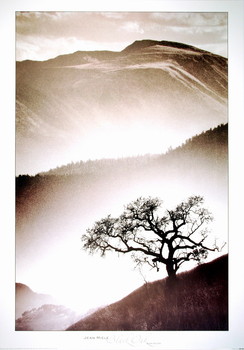 Art Print Black Oak