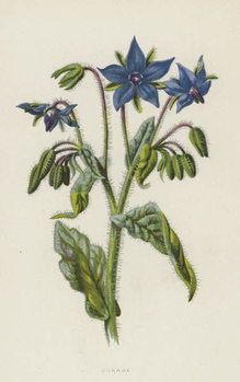 Принти на полотні Borage