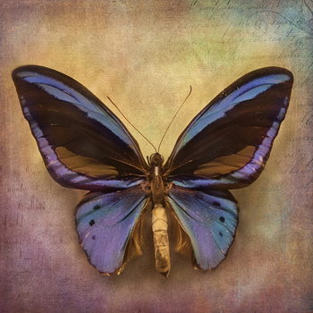 Γυάλινη τέχνη Butterfly - Blue