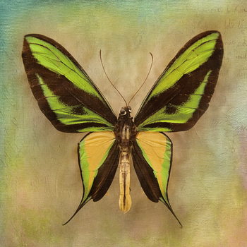 Γυάλινη τέχνη Butterfly - Green