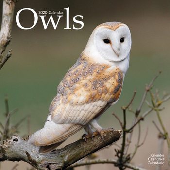 Calendar 2020  Owls