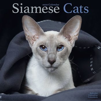 Calendar 2020  Siamese