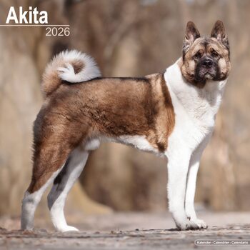 Calendário 2026 Akita