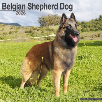 Calendário 2026 Belgian Shepherd Dog
