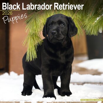 Calendário 2026 Black Lab Retriever