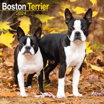 Calendário 2024 Boston Terrier