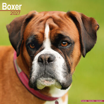 Calendário 2027 Boxer