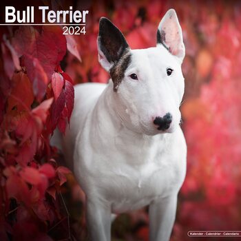 Calendário 2024 Bull Terrier