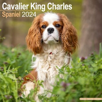 Calendário 2024 Cavalier King Charles