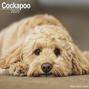 Calendário 2027 Cockapoo