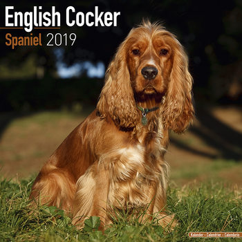 Calendário 2027 Cocker Spaniel