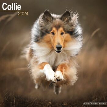 Calendário 2027 Collie
