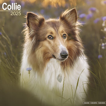 Calendário 2027 Collie