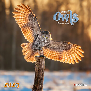 Calendário 2027 Corujas mágicas | 16 meses