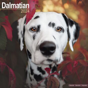 Calendário 2024 Dalmatian