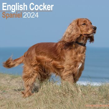 Calendário 2024 English Cocker Spaniel