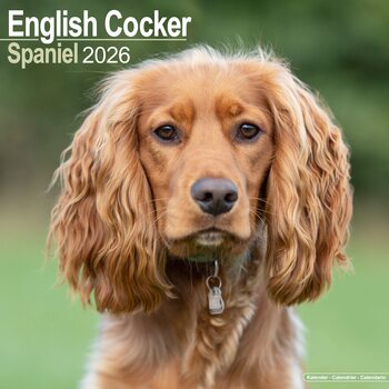 Calendário 2026 English Cocker Spaniel