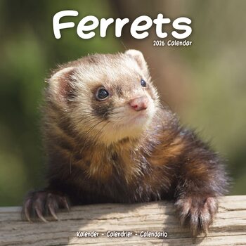 Calendário 2026 Ferrets
