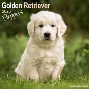 Calendário 2026 Golden Retriever