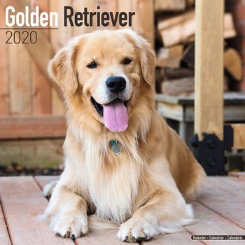 Calendário 2020 Golden Retriever