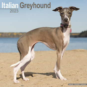 Calendário 2023 Italian Greyhound