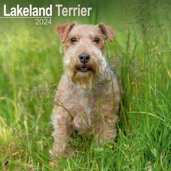 Calendário 2024 Lakeland Terrier