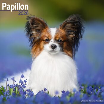 Calendário 2026 Papillon