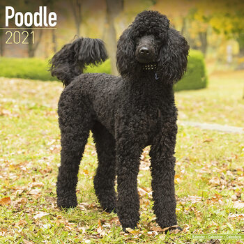 Calendário 2027 Poodle