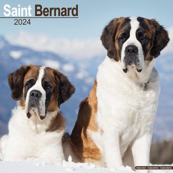 Calendário 2024 Saint Bernard
