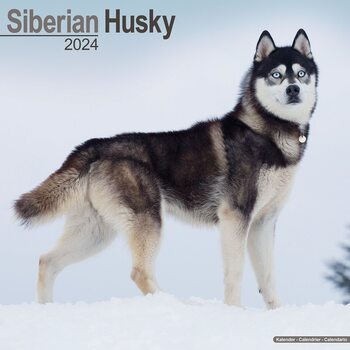 Calendário 2024 Siberian Husky