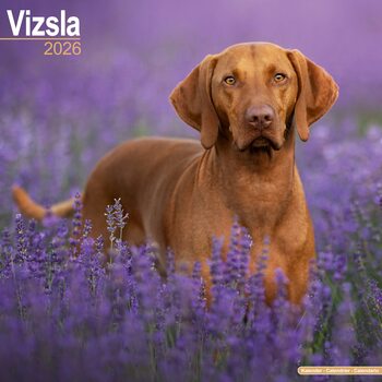 Calendário 2026 Vizsla